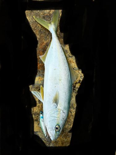 イナダの釣果