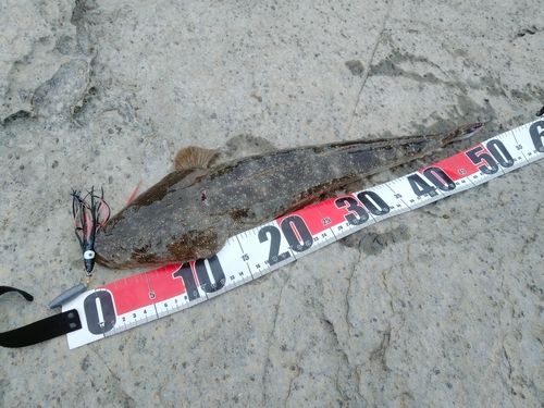 マゴチの釣果