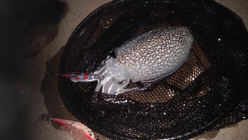 シリヤケイカの釣果