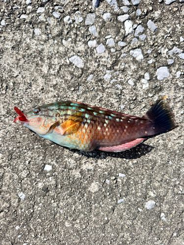 ホシササノハベラの釣果