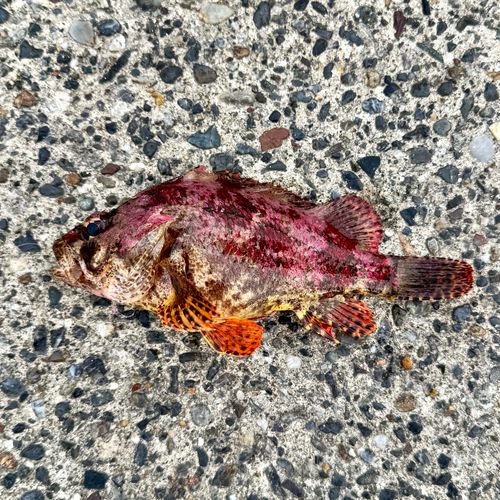 ヨロイメバルの釣果