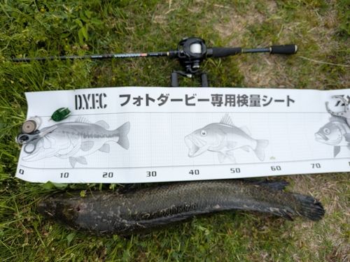 静岡県で釣れたライギョの釣り・釣果情報 - アングラーズ | 釣果600万
