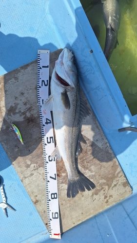 スズキの釣果