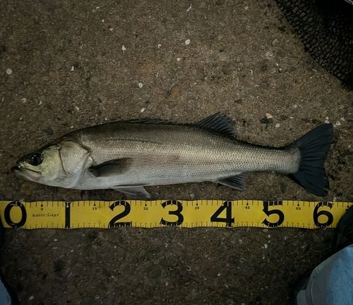 スズキの釣果