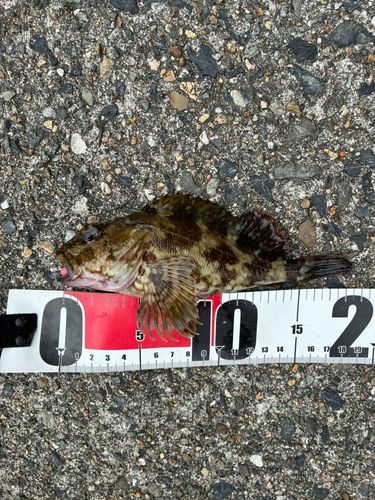 タケノコメバルの釣果