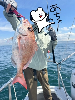 マダイの釣果