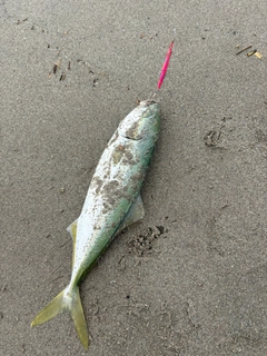 イナダの釣果