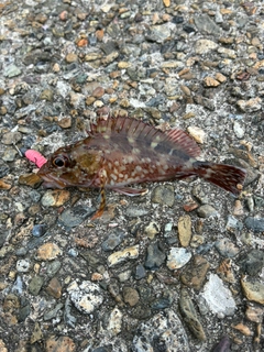 カサゴの釣果