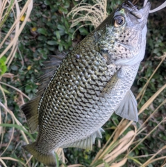 オオクチユゴイの釣果