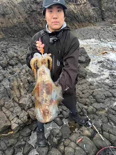 アオリイカの釣果