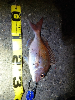 マダイの釣果