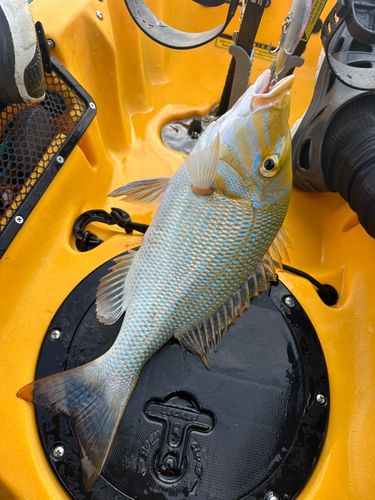 タマンの釣果