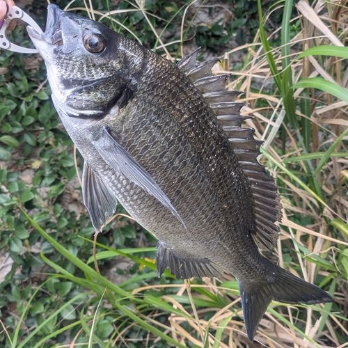 ミナミクロダイの釣果