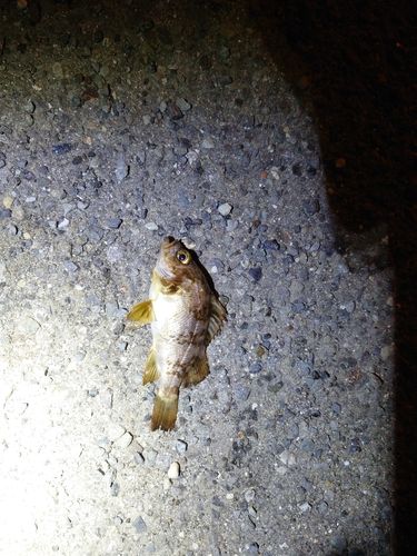 メバルの釣果