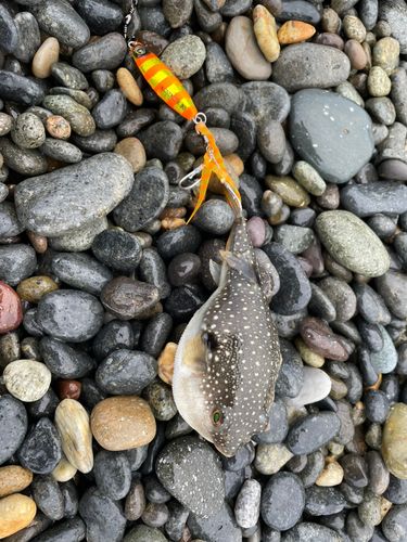 フグの釣果