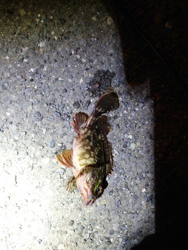 カサゴの釣果