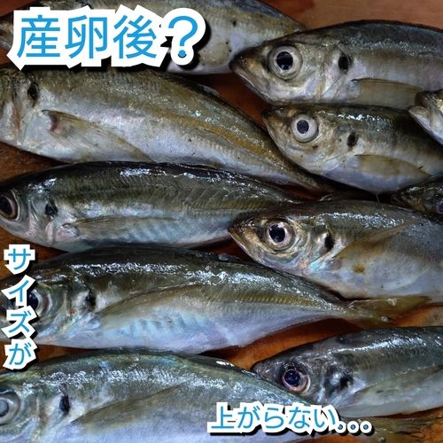 アジの釣果