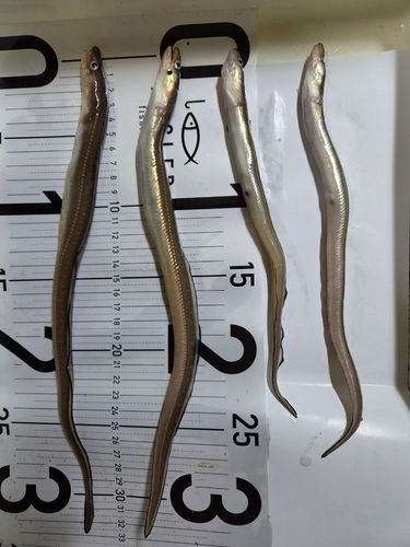 アナゴの釣果