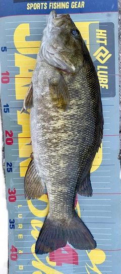 スモールマウスバスの釣果