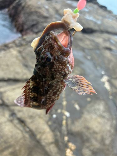 イソカサゴの釣果