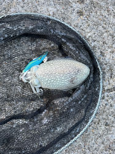 釣果