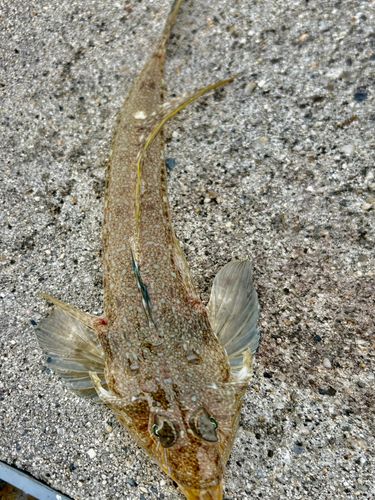メゴチの釣果