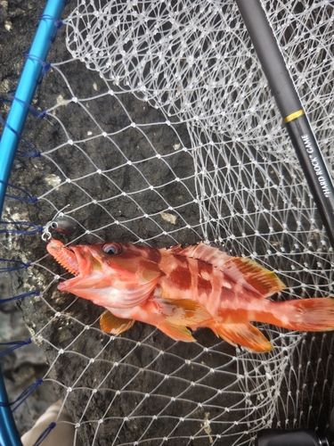 アカハタの釣果