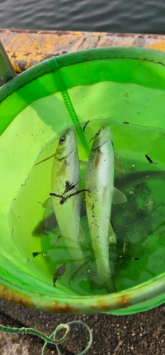 ウグイの釣果