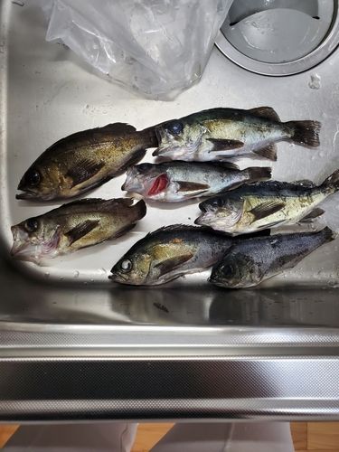 メバルの釣果