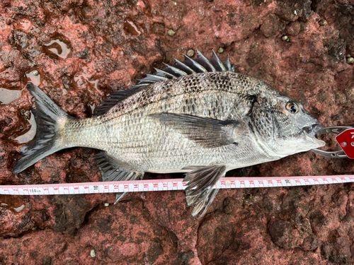 クロダイの釣果