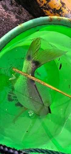 ウミタナゴの釣果