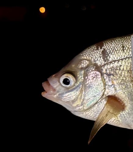 タナゴの釣果