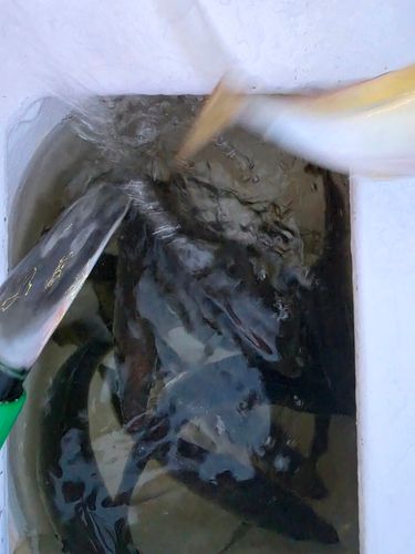 マアジの釣果