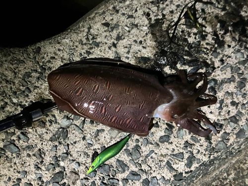コウイカの釣果