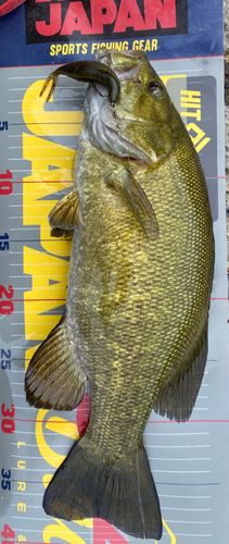 スモールマウスバスの釣果