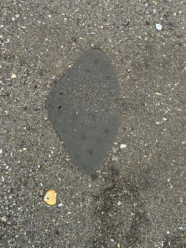 エイの釣果