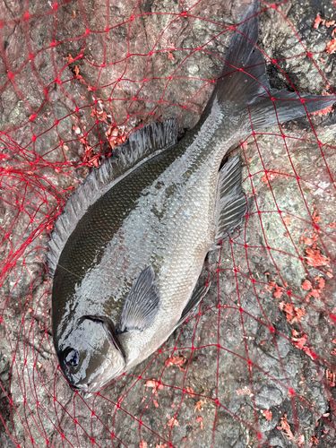 オナガグレの釣果