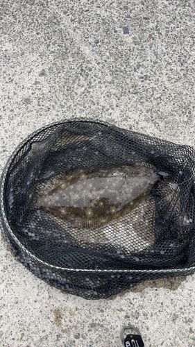 ヒラメの釣果