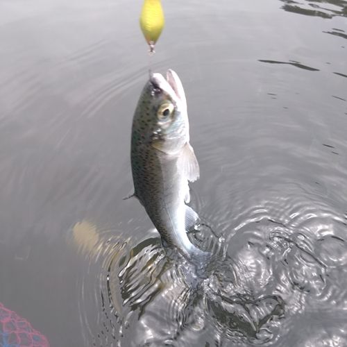 ニジマスの釣果