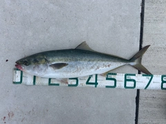 メジロの釣果