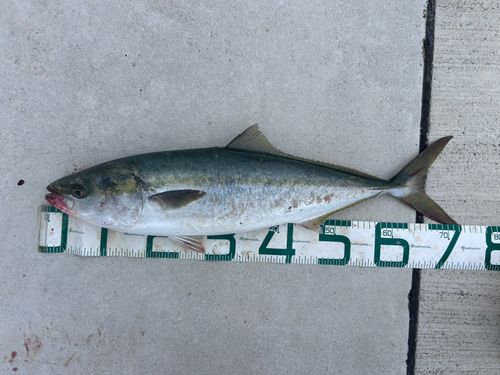 メジロの釣果