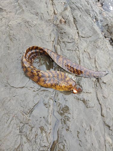 ウツボの釣果
