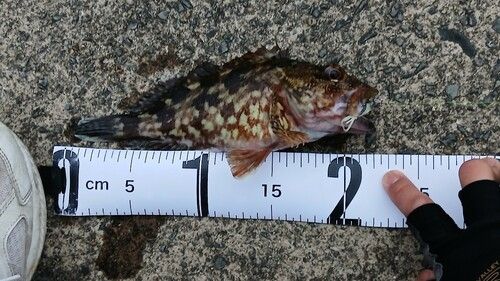 アラカブの釣果