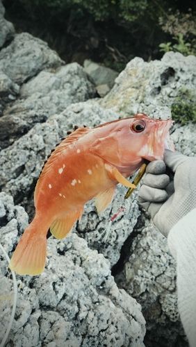 アカハタの釣果