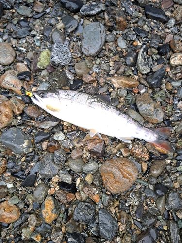 ヤマメの釣果