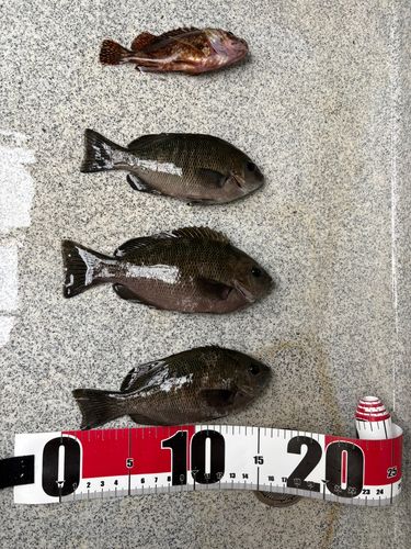 メジナの釣果