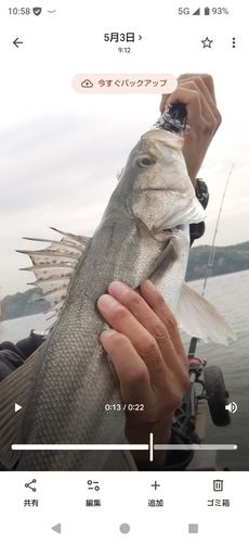スズキの釣果