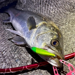 フッコ（マルスズキ）の釣果