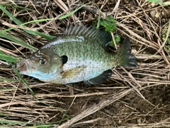 ブルーギルの釣果