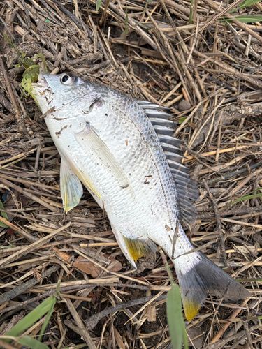 キビレの釣果